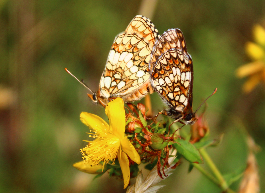 Melitaea athalia - közönséges tarkalepke