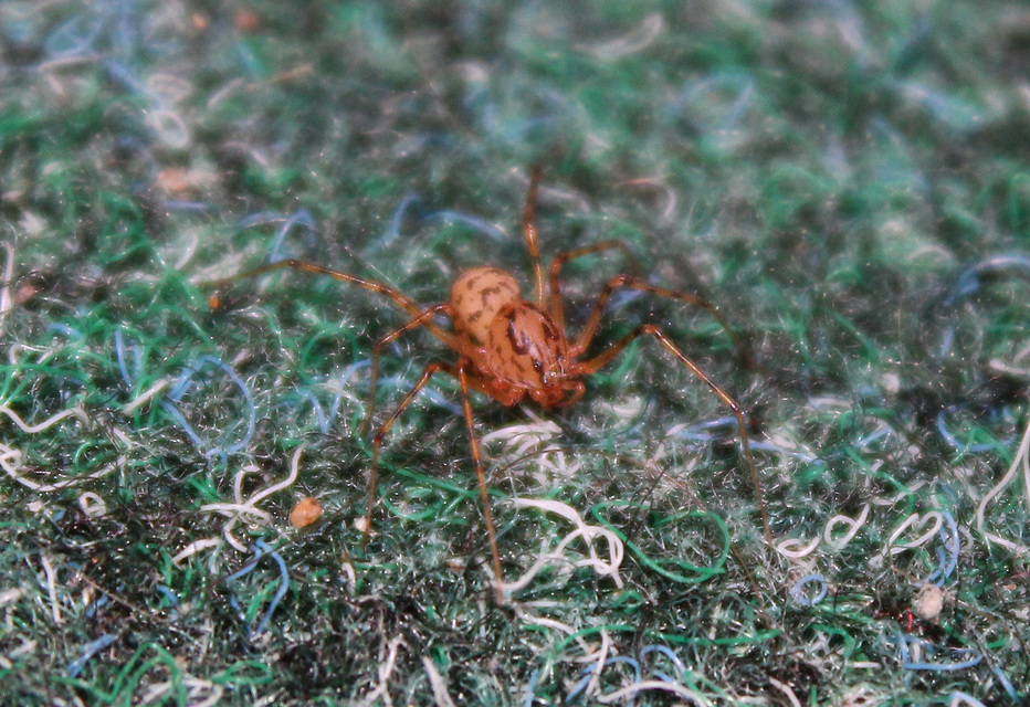 Scytodes thoracica - közönséges csupaszpók