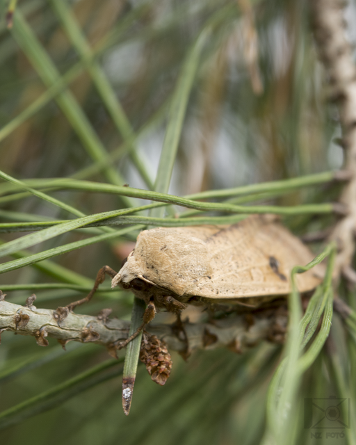 Noctua pronuba - nagy sárgafűbagoly
