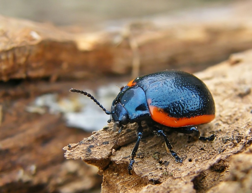 Chrysolina rossia - trapézhátú szegélyeslevelész