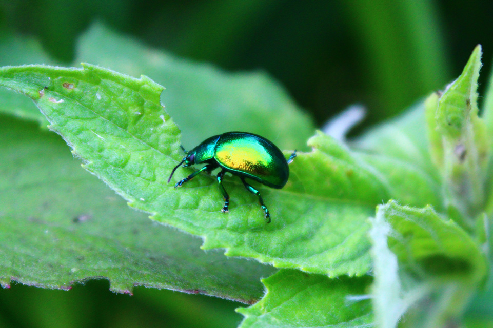 Chrysolina herbacea - zöld mentalevelész