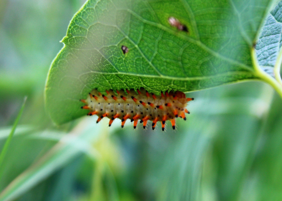 Zerynthia polyxena - farkasalmalepke