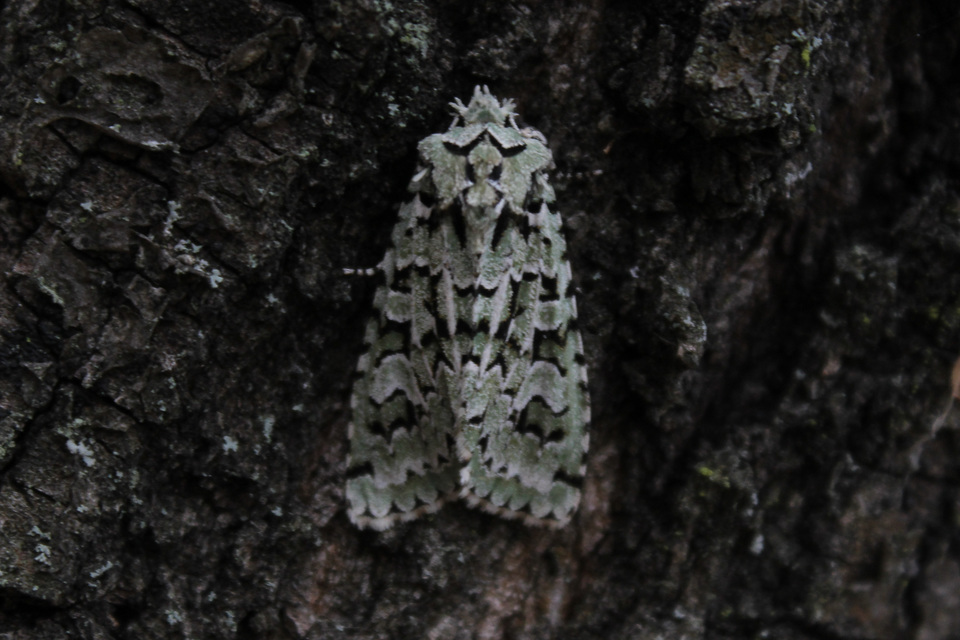 Griposia aprilina - őszi zöldbagoly