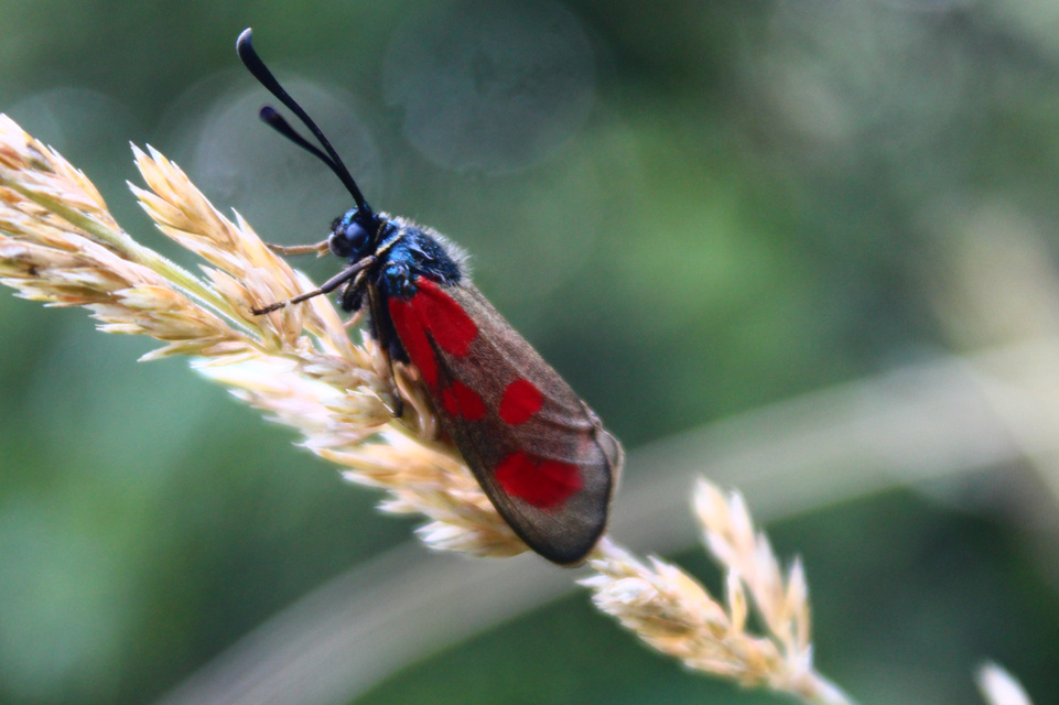 Zygaena loti - közönséges csüngőlepke