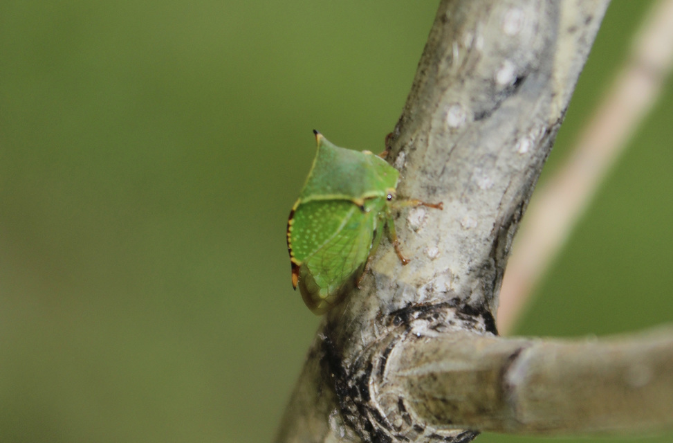 Stictocephala bisonia - bivalykabóca Stictocephala bisonia - bivalykabóca