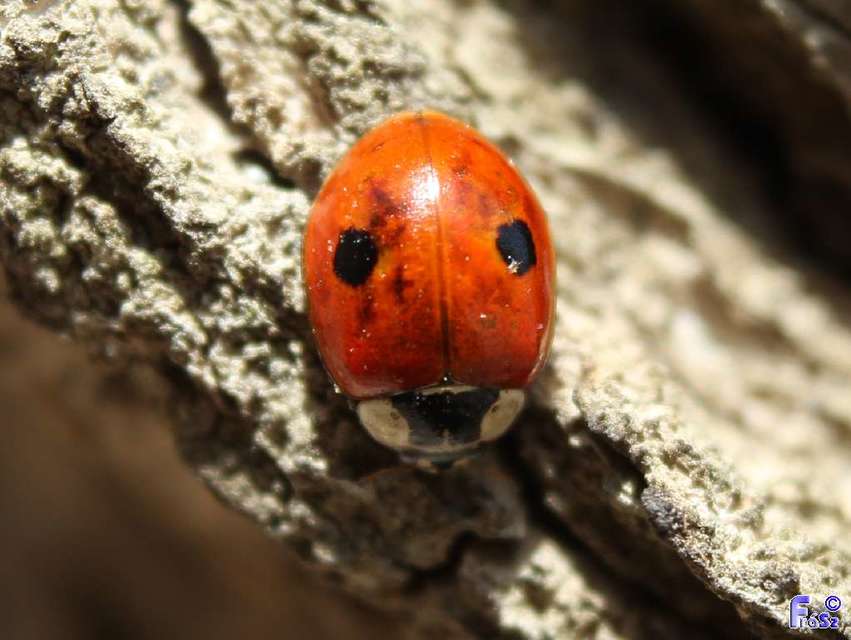 Adalia bipunctata - kétpettyes katica