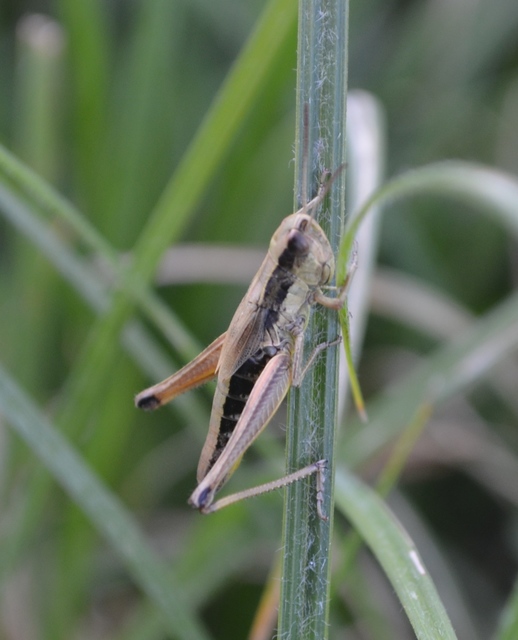 Pseudochorthippus parallelus - közönséges rétisáska