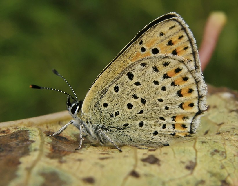 Lycaena tityrus - barna tűzlepke