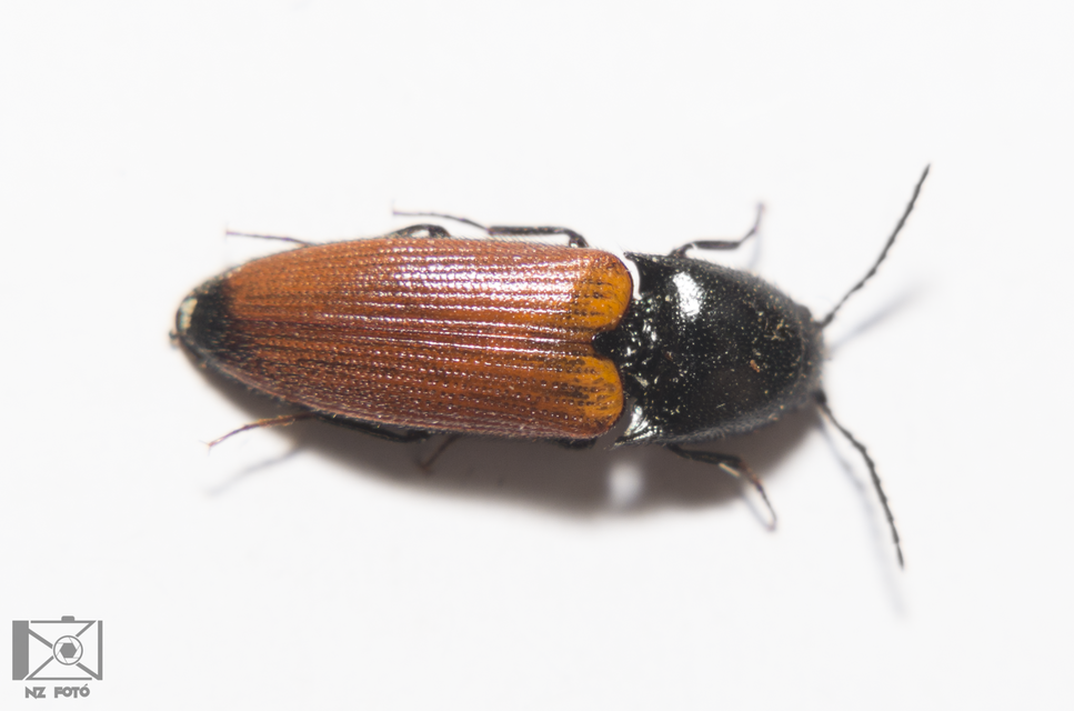 Ampedus