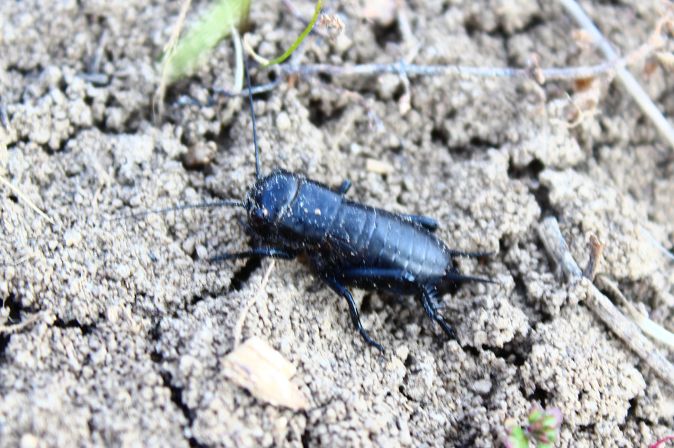 Gryllus campestris - mezei tücsök