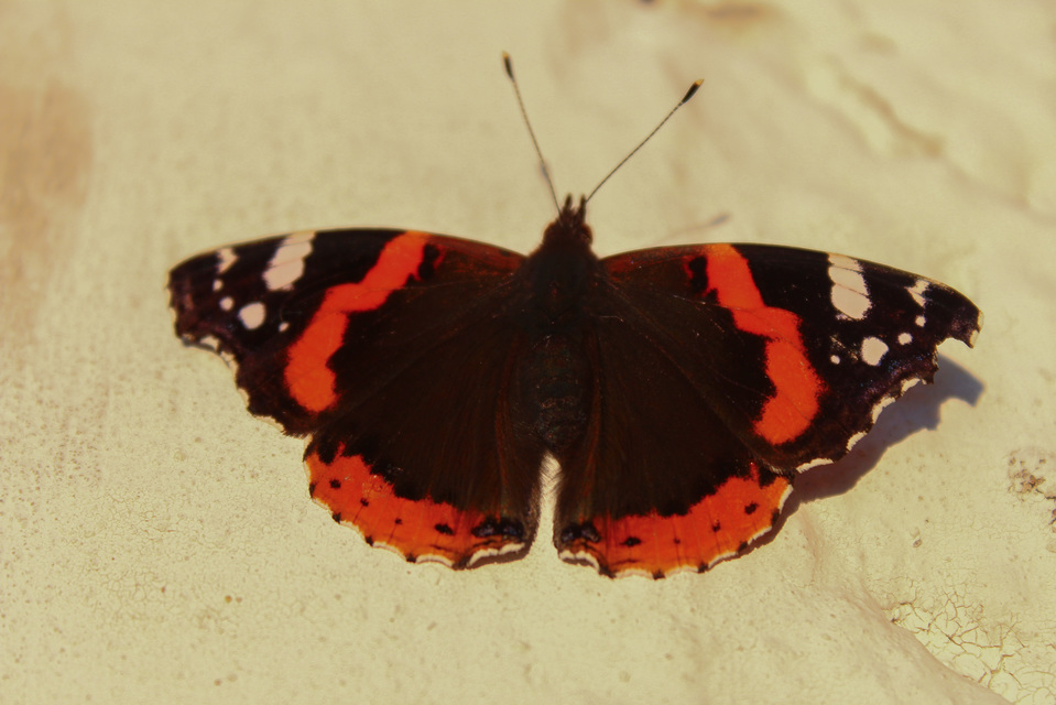 Vanessa atalanta - atalantalepke