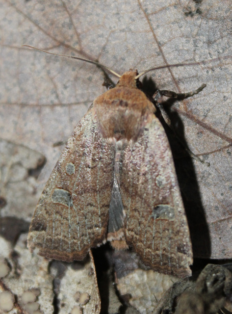 Conistra erythrocephala - vörösfejű őszibagoly