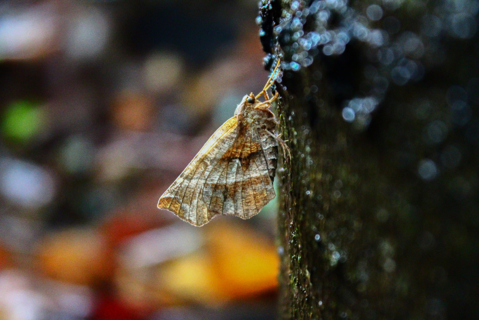 Selenia dentaria - kétfoltos holdasaraszoló