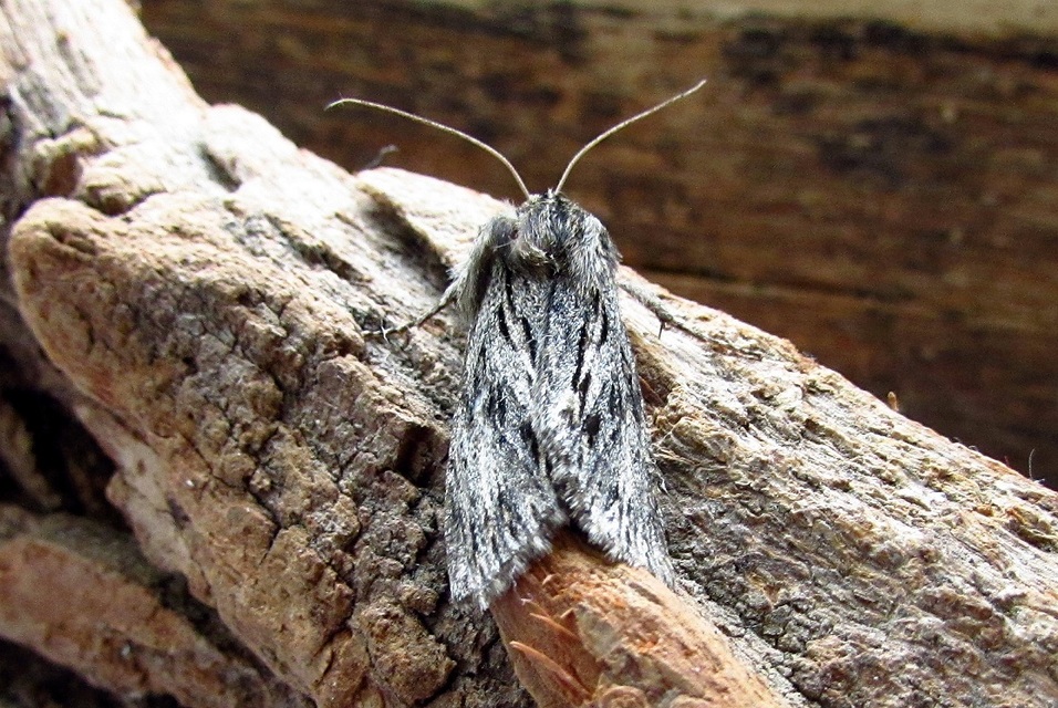Asteroscopus sphinx - csillagnéző bundásbagoly