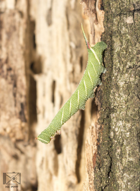 Smerinthus ocellatus - esti pávaszem