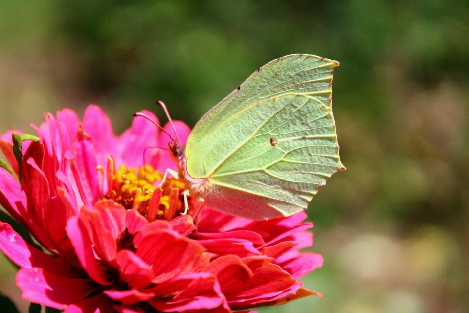 Gonepteryx rhamni - citromlepke