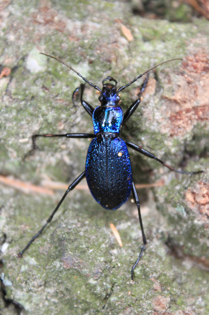 Carabus intricatus - kék laposfutrinka Carabus intricatus - kék laposfutrinka