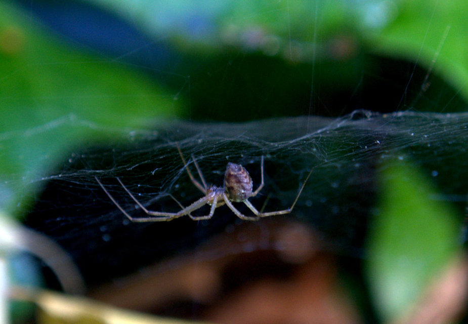 Linyphiidae - vitorláspókok
