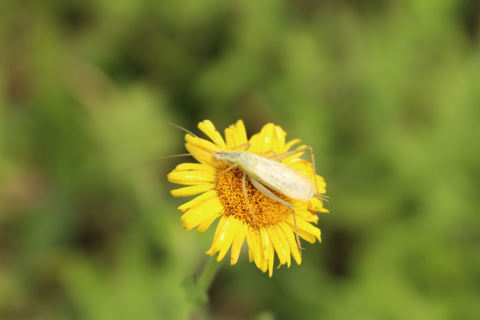 Oecanthus pellucens - pirregőtücsök