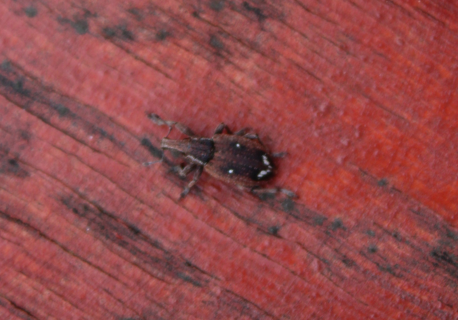 Graptus