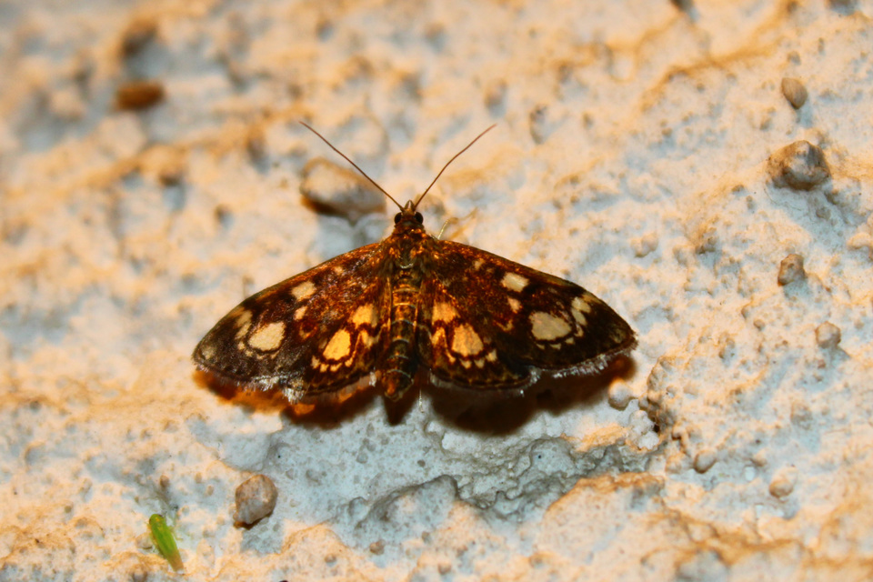 Anania coronata - koronás dudvamoly