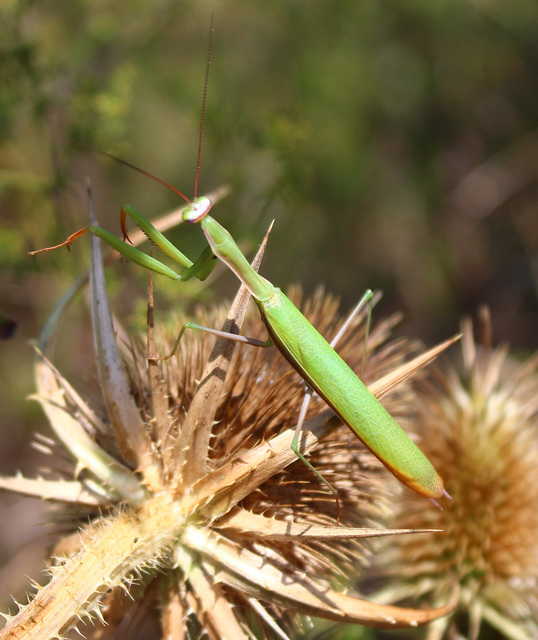 Mantis religiosa - imádkozósáska