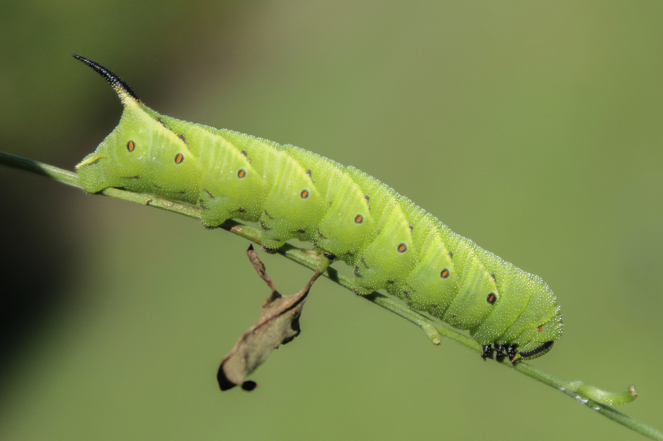 Agrius convolvuli - szulákszender