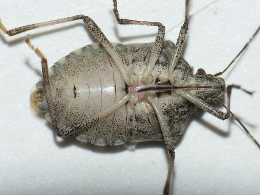halyomorpha halys - Halyomorpha halys