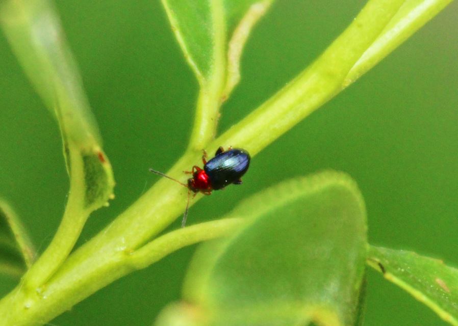 Crepidodera