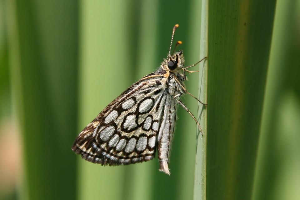 Heteropterus morpheus - tükrös busalepke