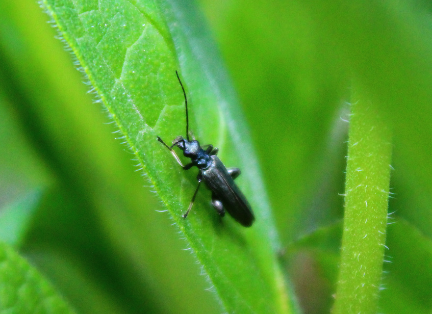 Oedemera