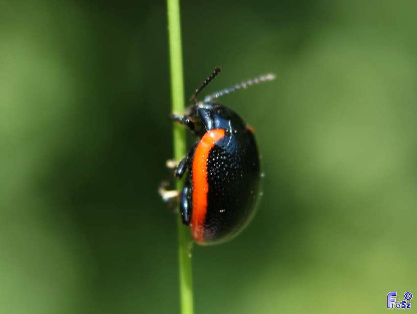 Chrysolina rossia - trapézhátú szegélyeslevelész