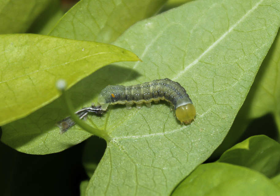 Trachea atriplicis - nyári zöldbagoly
