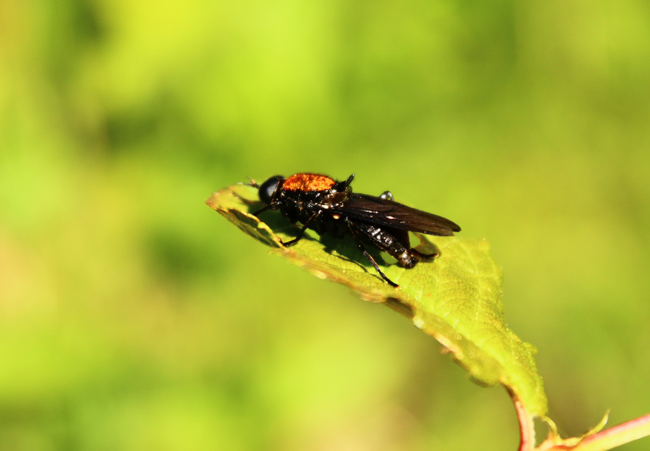 Clitellaria ephippium - tüskéshátú légy