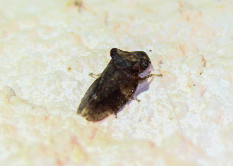 Ledra aurita - füleskabóca Ledra aurita - füleskabóca