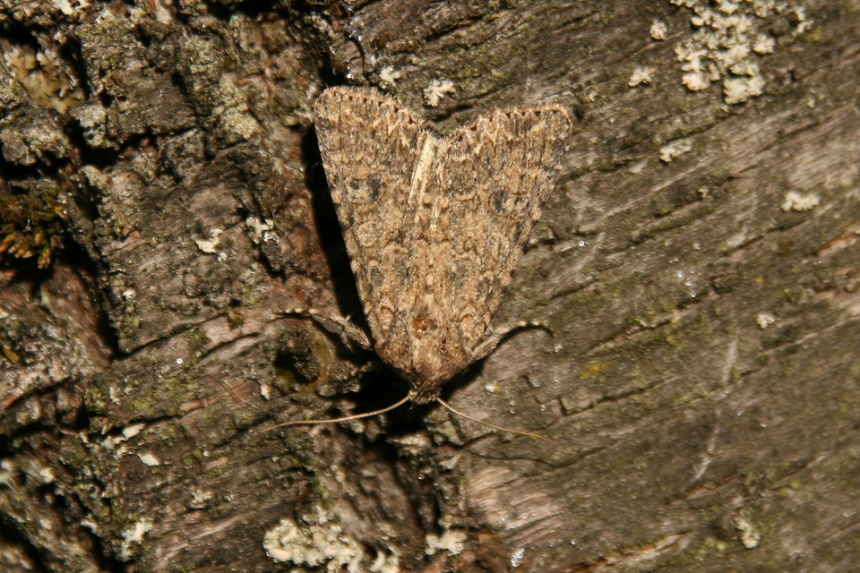 Hadula trifolii - lóherebagoly