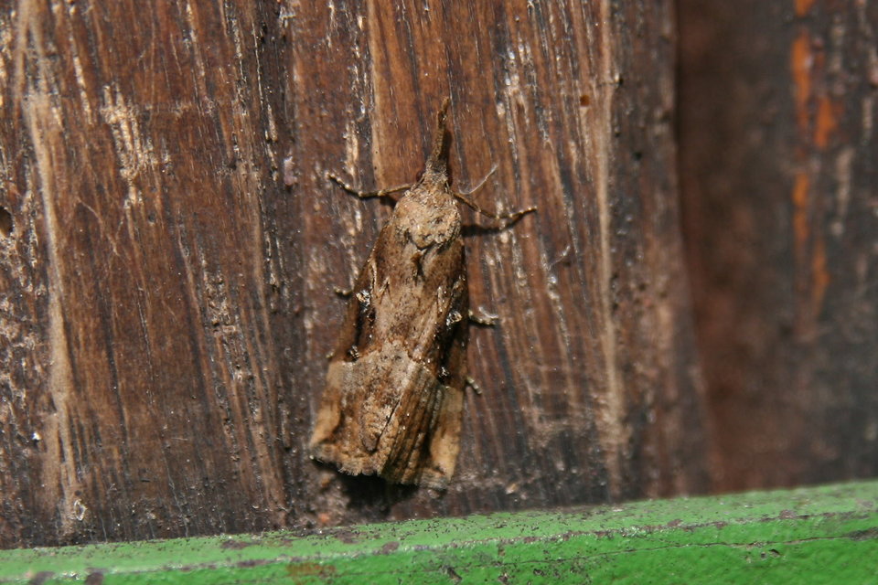 Hypena rostralis - közönséges karcsúbagoly
