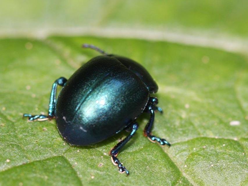 Chrysolina globipennis olivieri - hegyi levélbogár