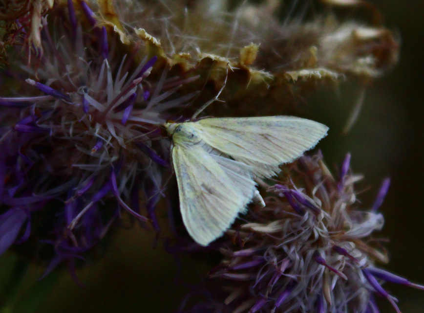 Sitochroa palealis - kénszárnyú dudvamoly