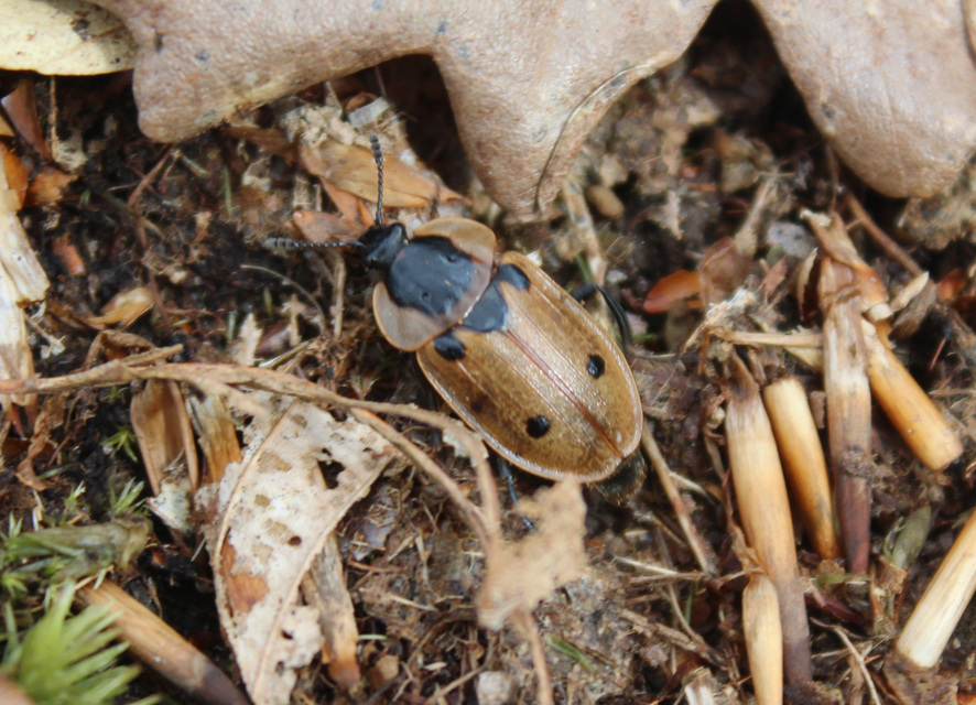 Dendroxena quadrimaculata - négypettyes dögbogár