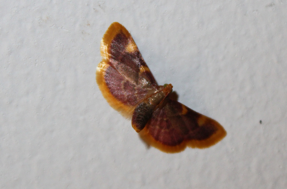 Hypsopygia costalis - szénailonca
