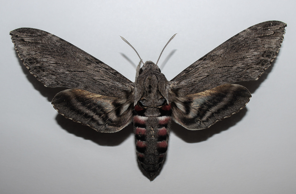 Agrius convolvuli - szulákszender