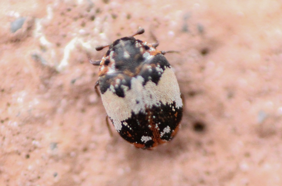 Anthrenus querneri