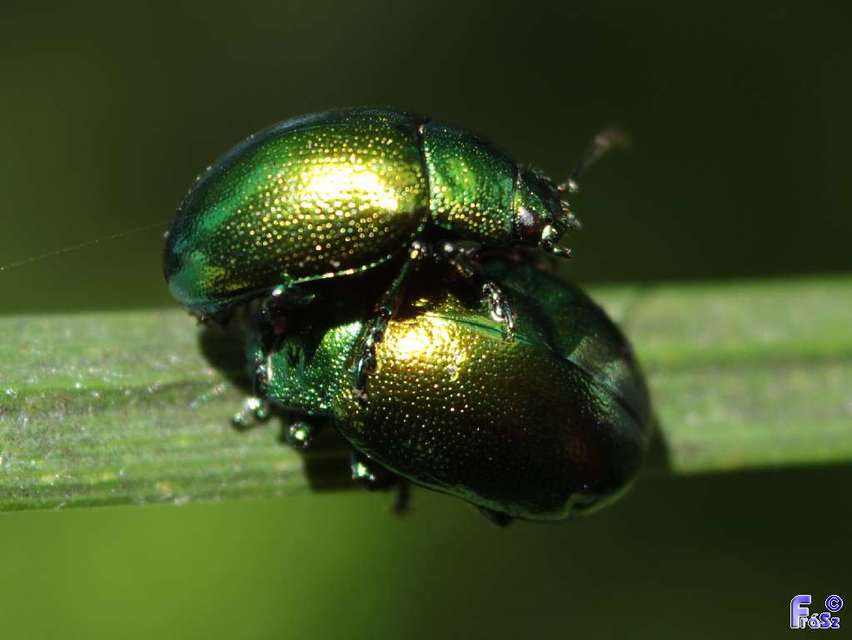 Chrysolina herbacea - zöld mentalevelész
