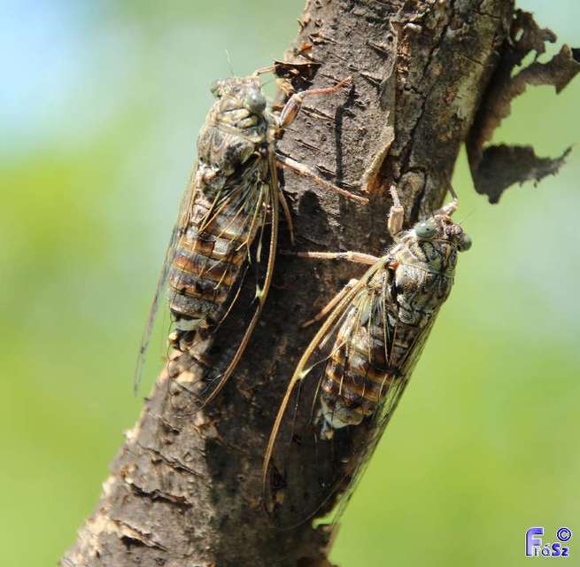 Cicada orni - mannakabóca