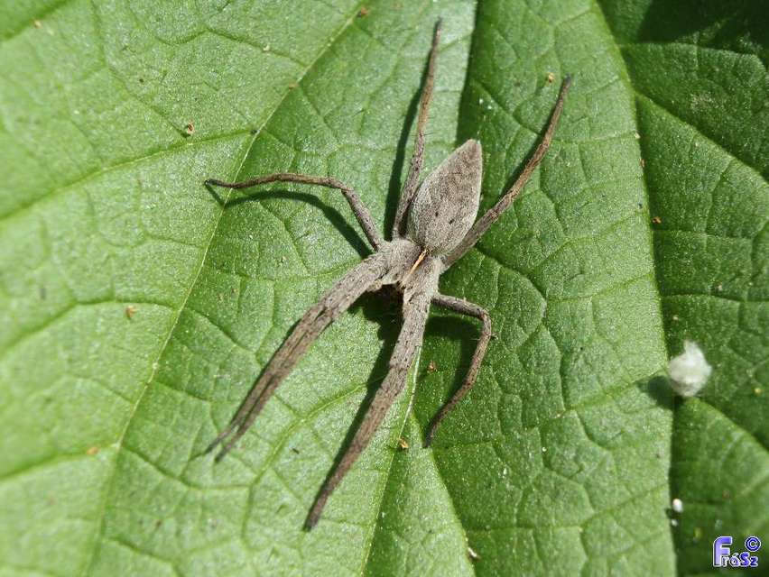 Pisaura mirabilis - csodáspók