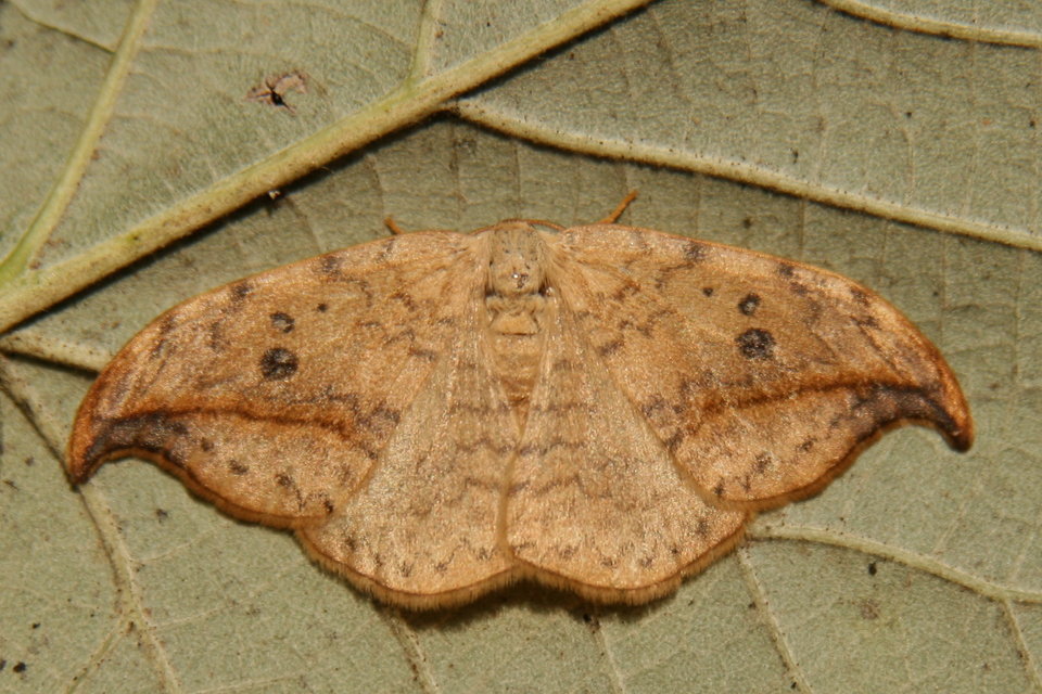 Drepana falcataria - nyárfa-sarlósszövő