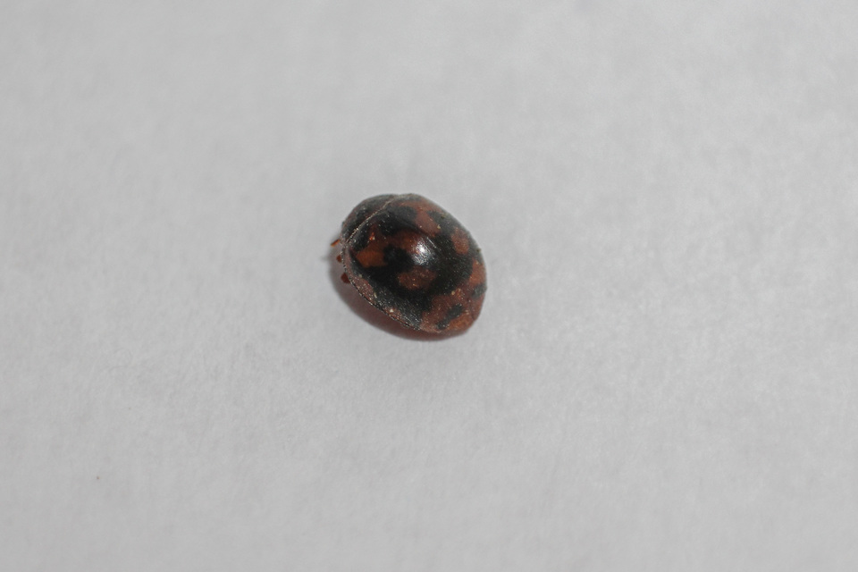 Subcoccinella vigintiquatuorpunctata - lucernaböde