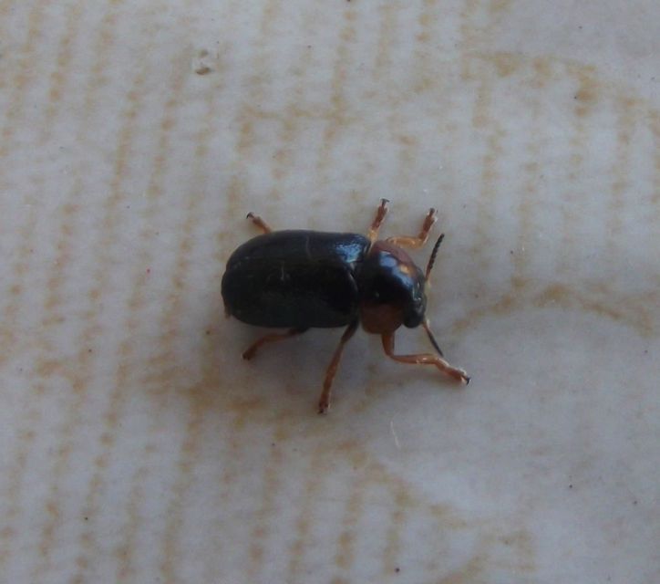 Smaragdina