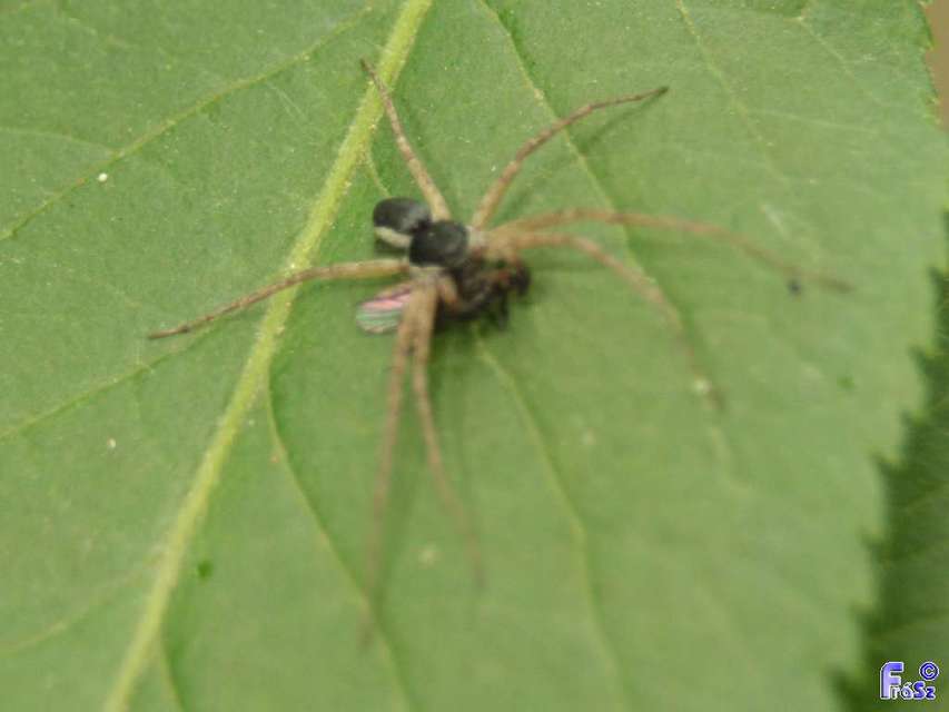 Philodromus dispar - lomb karolópók